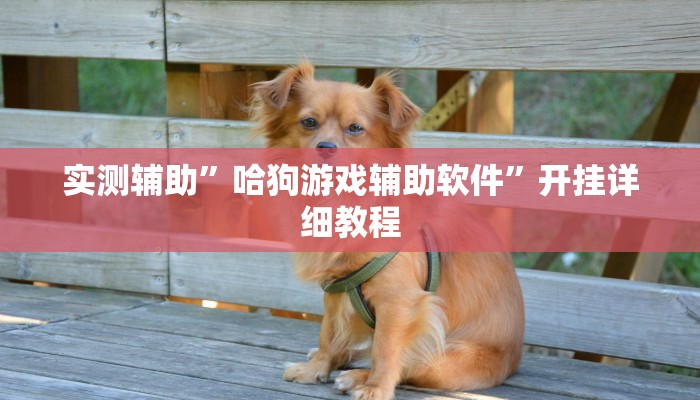 实测辅助”哈狗游戏辅助软件”开挂详细教程
