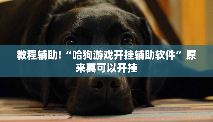 教程辅助!“哈狗游戏开挂辅助软件”原来真可以开挂