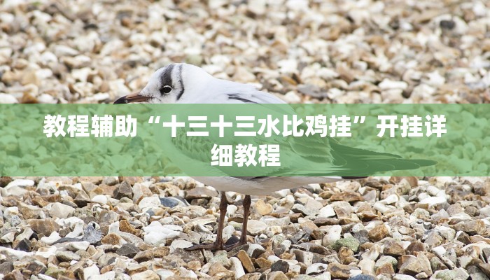 教程辅助“十三十三水比鸡挂”开挂详细教程