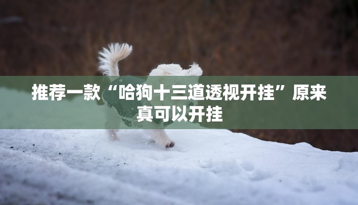 推荐一款“哈狗十三道透视开挂”原来真可以开挂