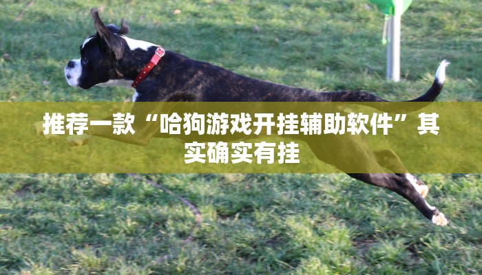 推荐一款“哈狗游戏开挂辅助软件”其实确实有挂