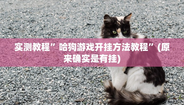 实测教程”哈狗游戏开挂方法教程”(原来确实是有挂)