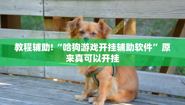 教程辅助!“哈狗游戏开挂辅助软件”原来真可以开挂