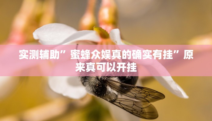 实测辅助”蜜蜂众娱真的确实有挂”原来真可以开挂